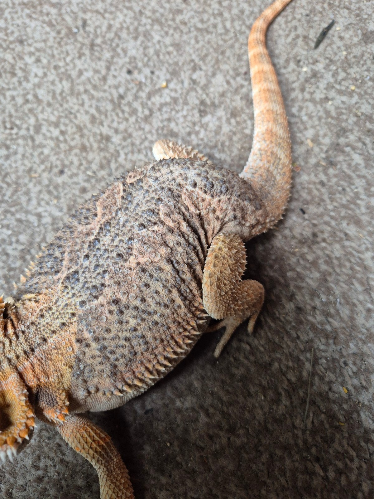baardagaam Bearded Dragon photo 2