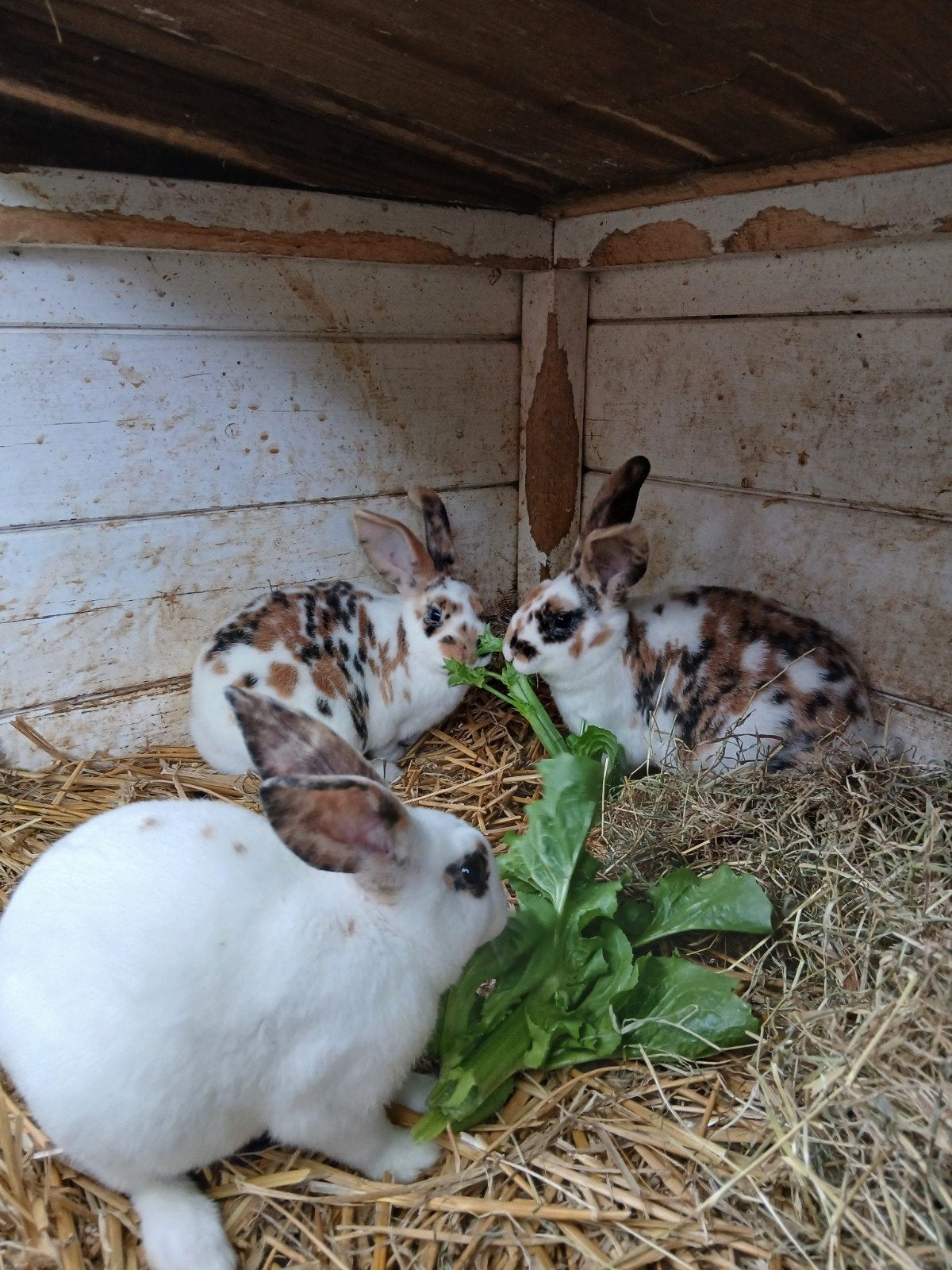 Rexkonijntjes driekleur dalmatier, Dieren en Toebehoren, Meerdere dieren, Middelgroot