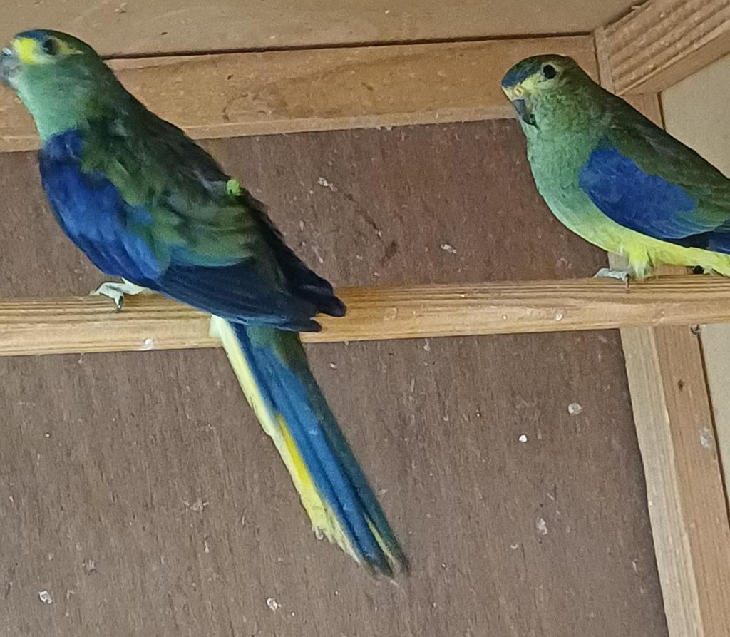 Blauwvleugl parkieten, Meerdere dieren, Parkiet