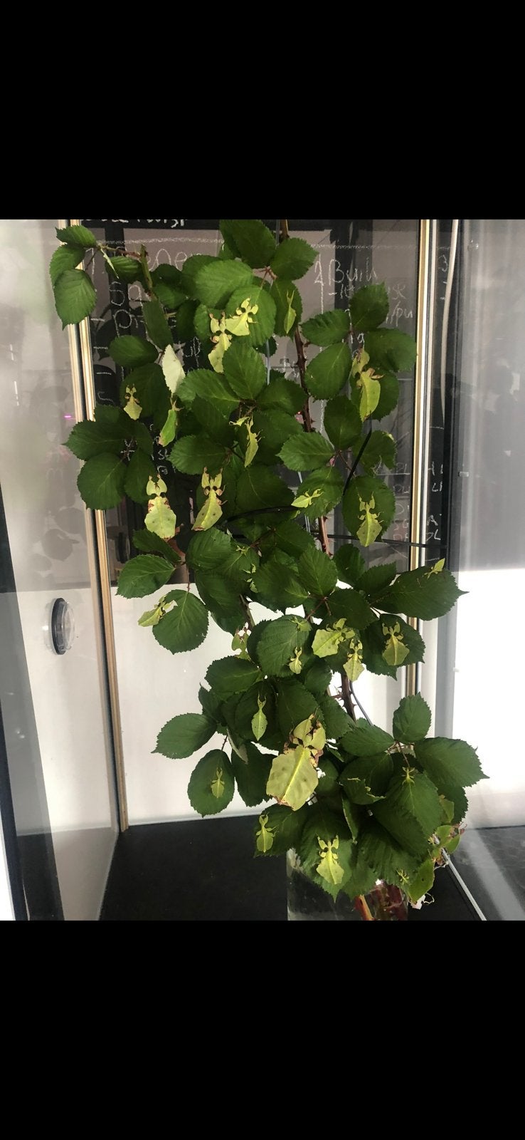 Eitjes van het wandelend blad phyllium Giganteum, Wandelende tak