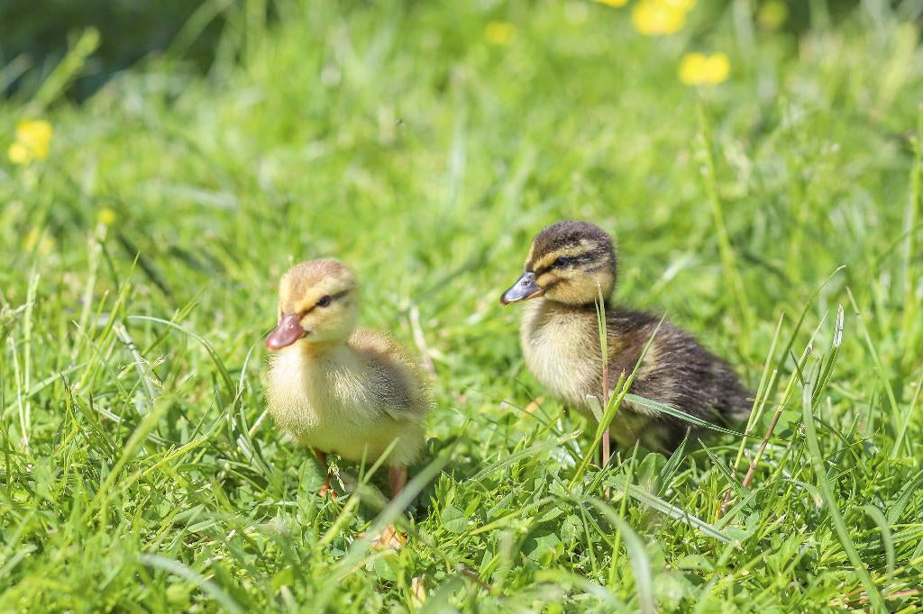 Oud Hollandse kwakers | Eendenkuikens | Gesekst, Meerdere dieren, Eend