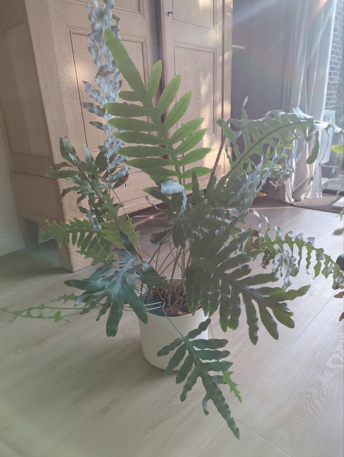 Mooie en gezonde kamerplant in pot, Huis en Inrichting, Kamerplanten, Ophalen, 100 tot 150 cm, Overige soorten, Halfschaduw