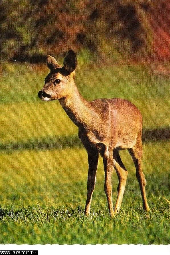Ansichtkaart 	Reekalf, Ophalen of Verzenden, 1960 tot 1980, Ongelopen, Wild dier