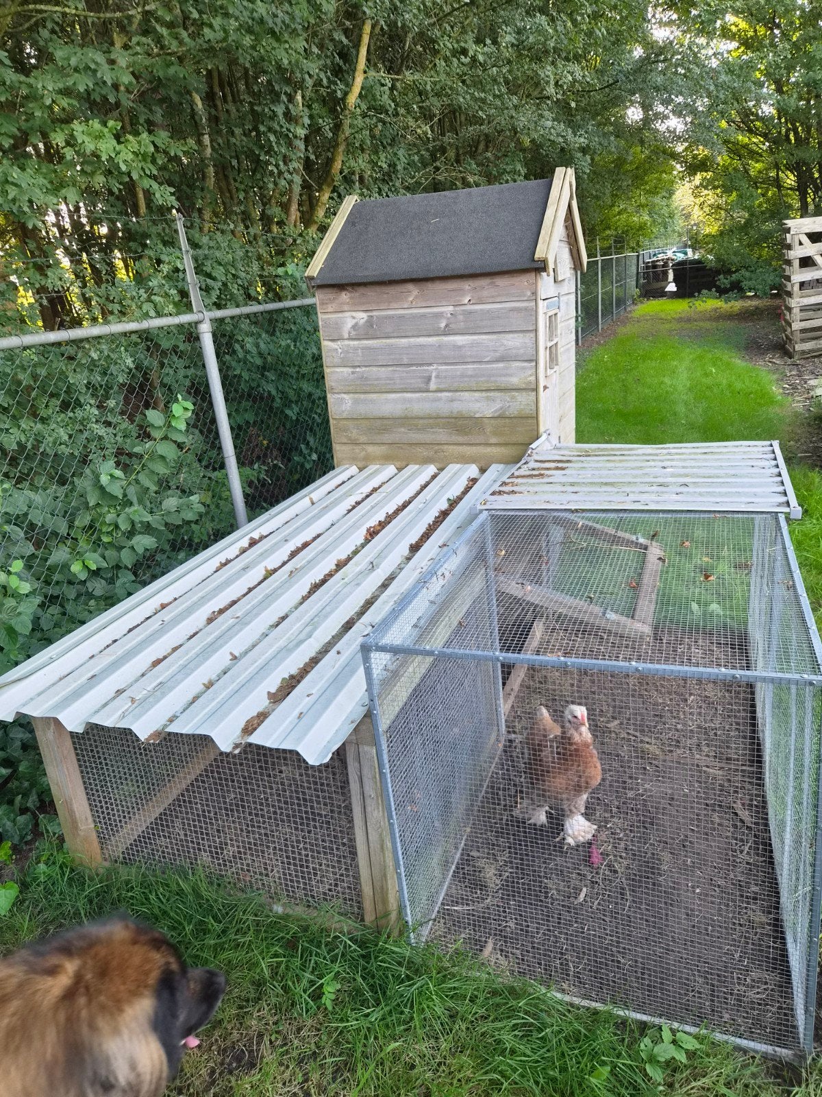 Ren, Kippenhok, konijnen hok, Dieren en Toebehoren, Vrouwelijk, Kip