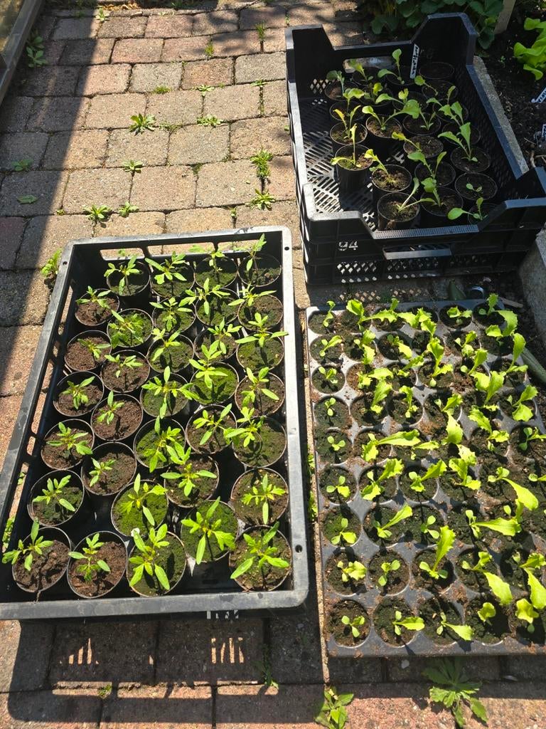 Tomaten planten €1 en Andijvie €0,25, Tuin en Terras, Ophalen, Eenjarig, Groenteplanten, Volle zon
