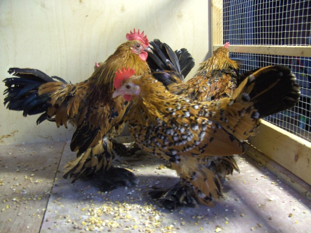 sabelpoot, Dieren en Toebehoren, Pluimvee, Meerdere dieren, Kip