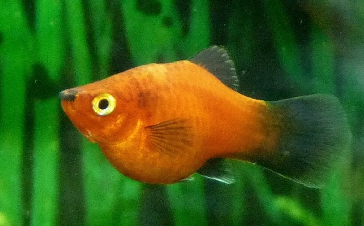 Platy aquariumvissen, Dieren en Toebehoren, Vissen | Aquariumvissen, Vis, Zoetwatervis