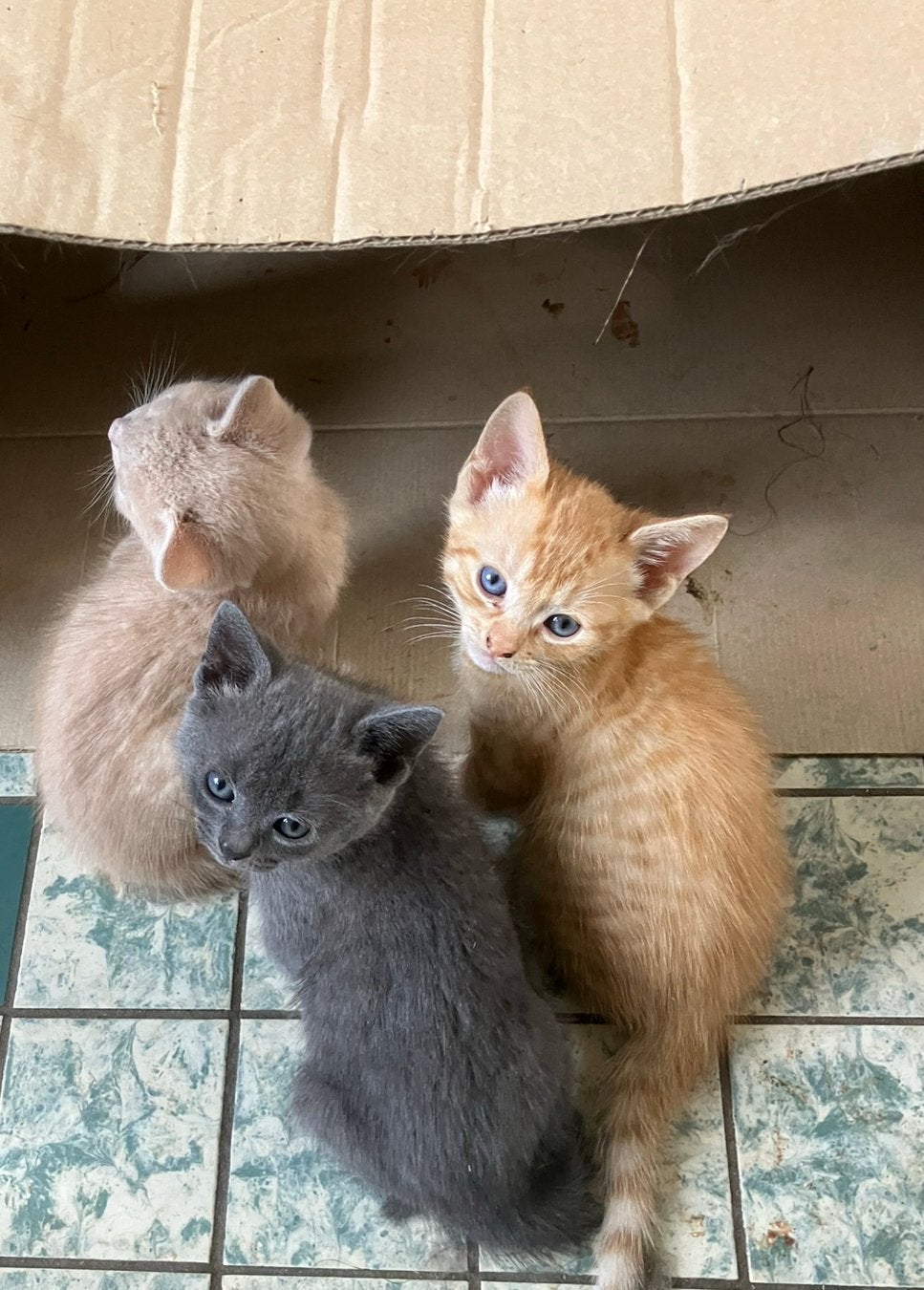 Rode kitten, Dieren en Toebehoren, Katten en Kittens | Overige Katten, Kater, Kortharig, 0 tot 2 jaar