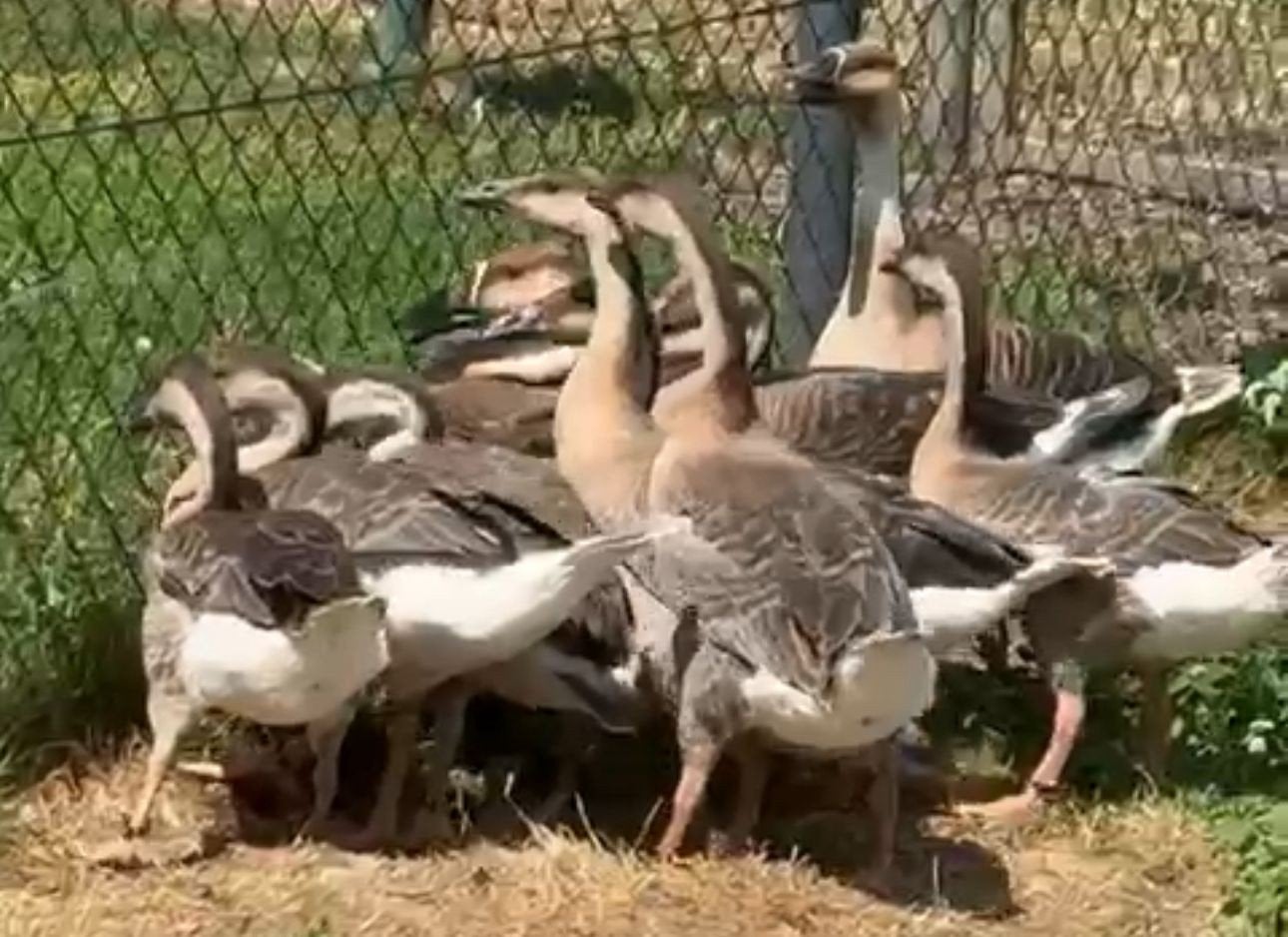 Ganzen Zwaanganzen, Dieren en Toebehoren, Pluimvee, Meerdere dieren, Gans of Zwaan
