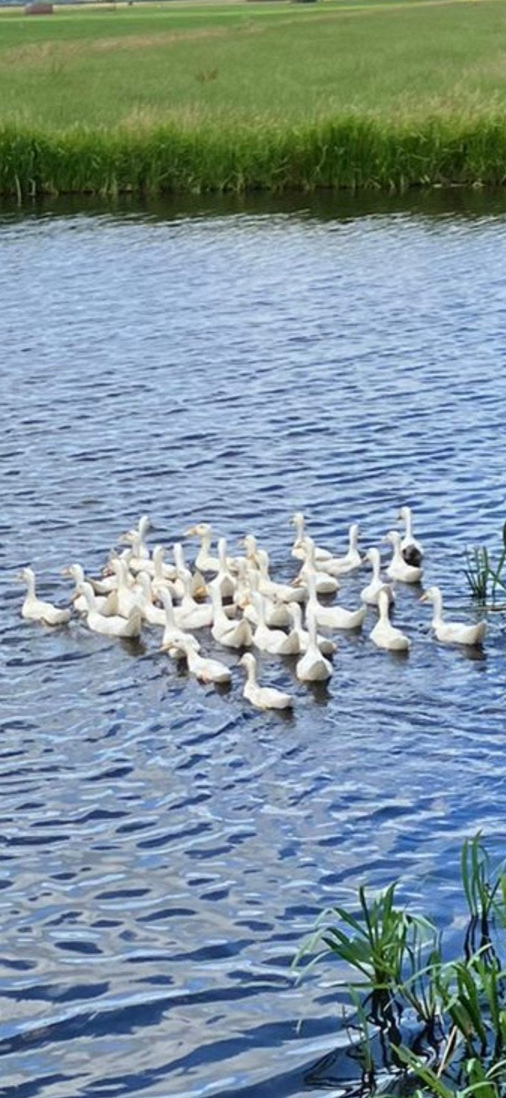 Witte Indische Loopeenden, Geslacht onbekend, Eend