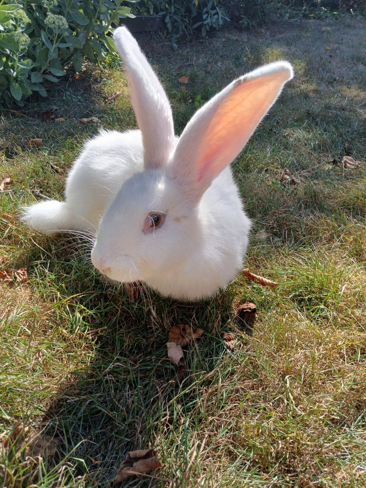 Witte duitse reus ram, Mannelijk, Groot, 0 tot 2 jaar