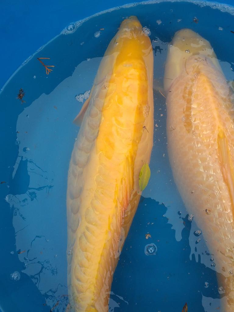 Japanse jumbo koi karashi takigawa 85 + 12 koi van 50+cm, Karper of Koi