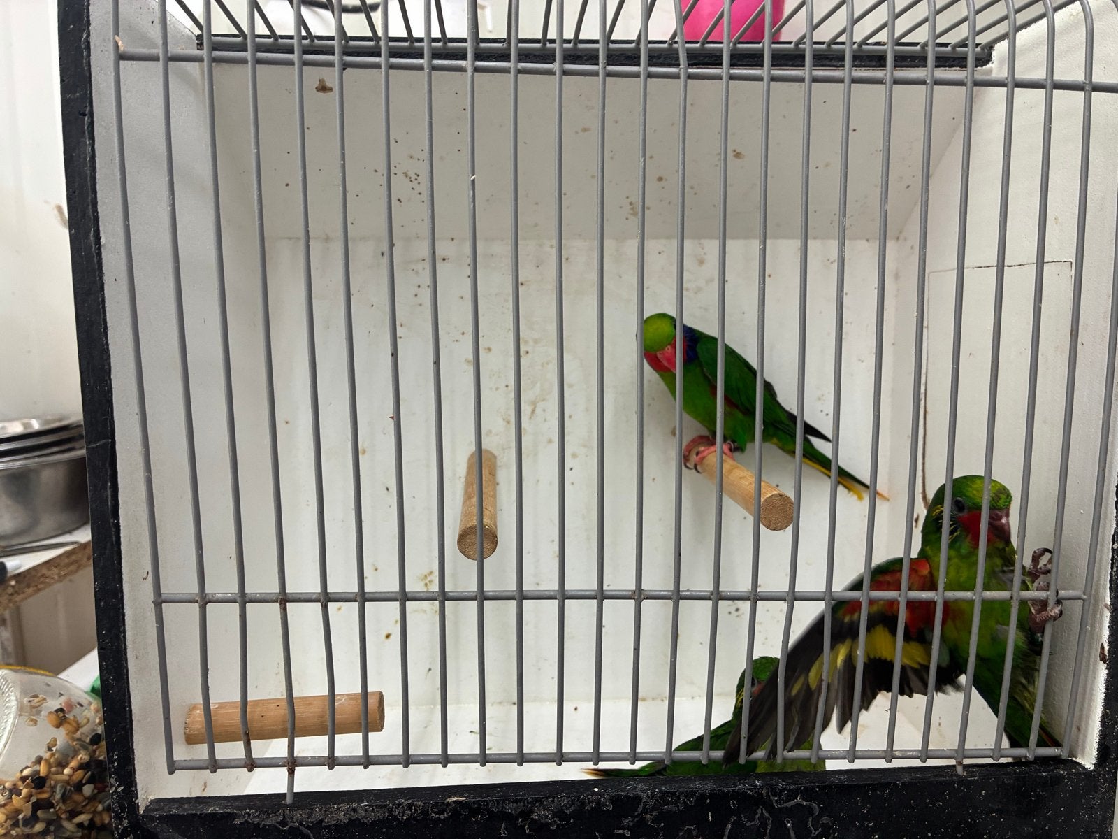 Roodflank lori 1-0 22 + 2 jongen, Dieren en Toebehoren, Vogels | Parkieten en Papegaaien, Mannelijk, Papegaai