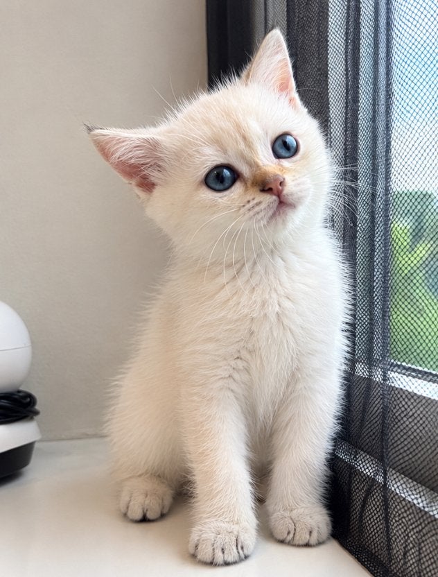 4 brits korthaar kittens (meisjes), Poes, Ontwormd, 0 tot 2 jaar
