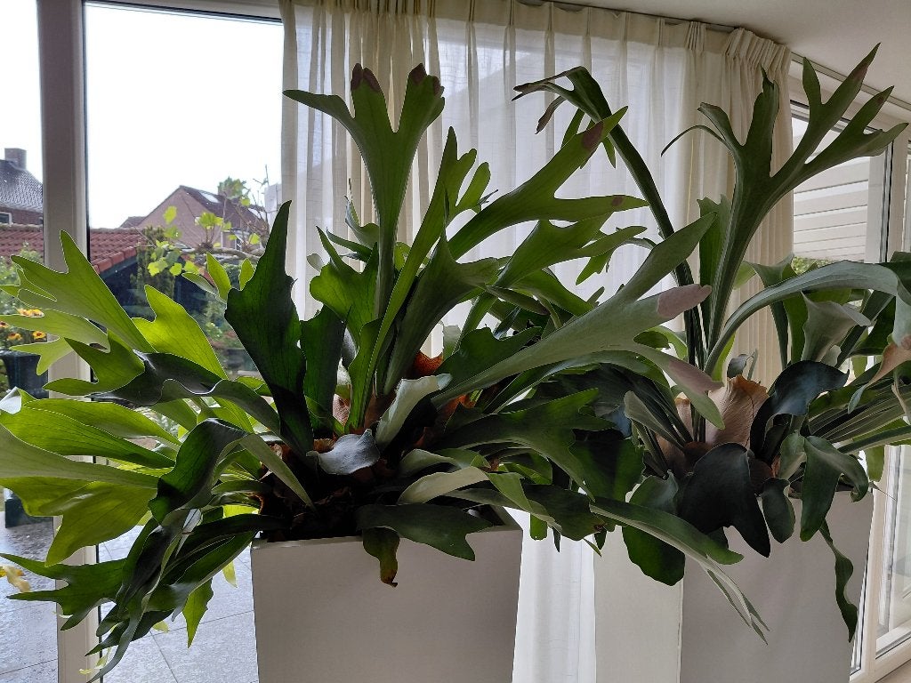 grote Hertshoorn, Ophalen, Overige soorten, Halfschaduw, Minder dan 100 cm