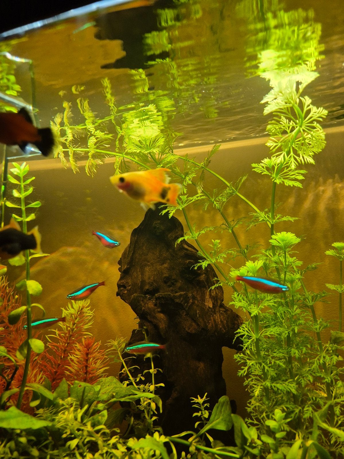 Prachtige hoogvin platy mannetje, Vis