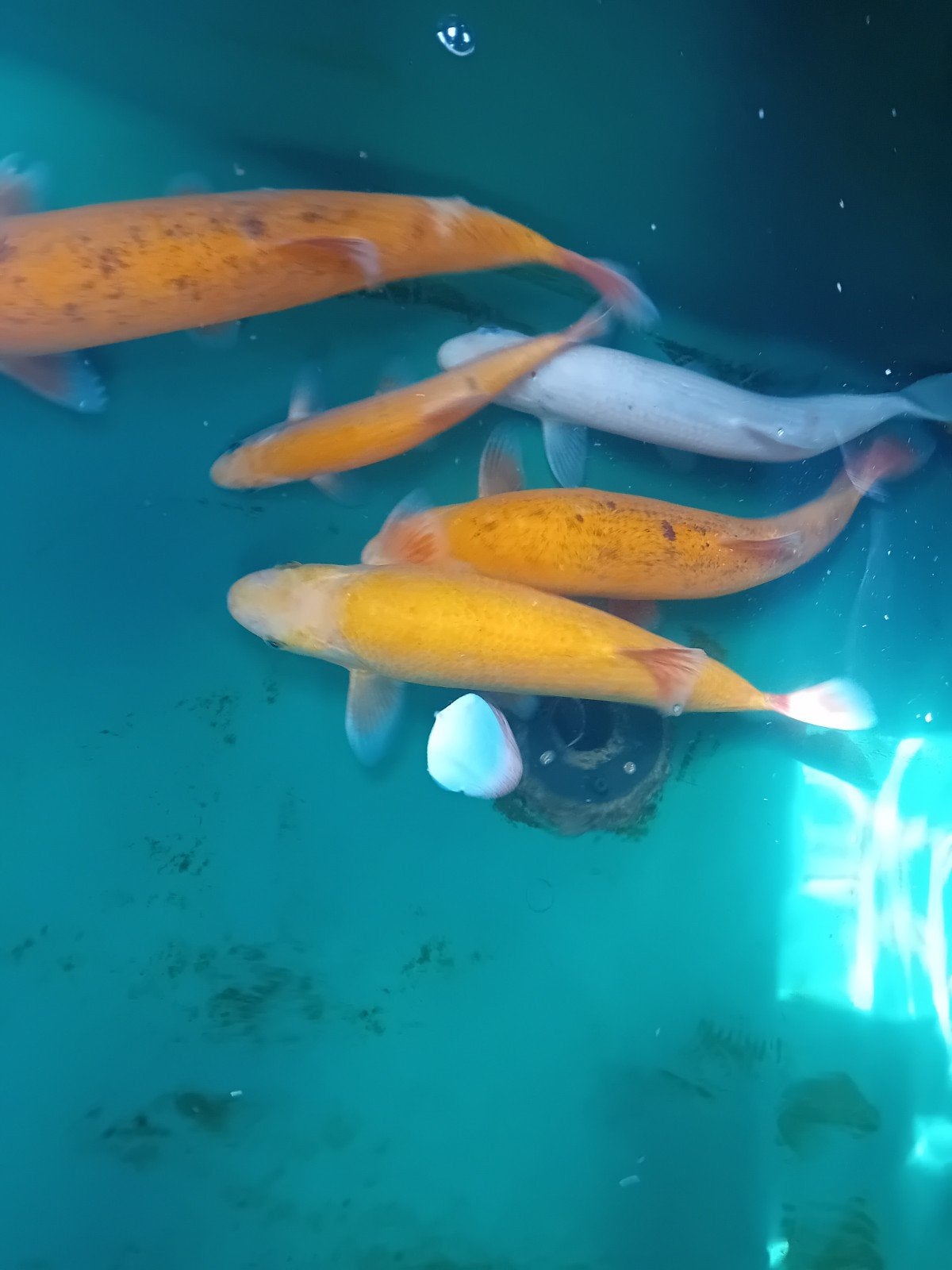 grote Goudwindes, Dieren en Toebehoren, Karper of Koi