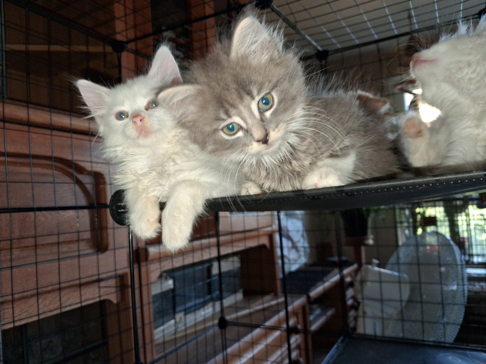 Te koop nog 2 raszuivere witte turkse angora poesjes, Meerdere dieren, Ontwormd