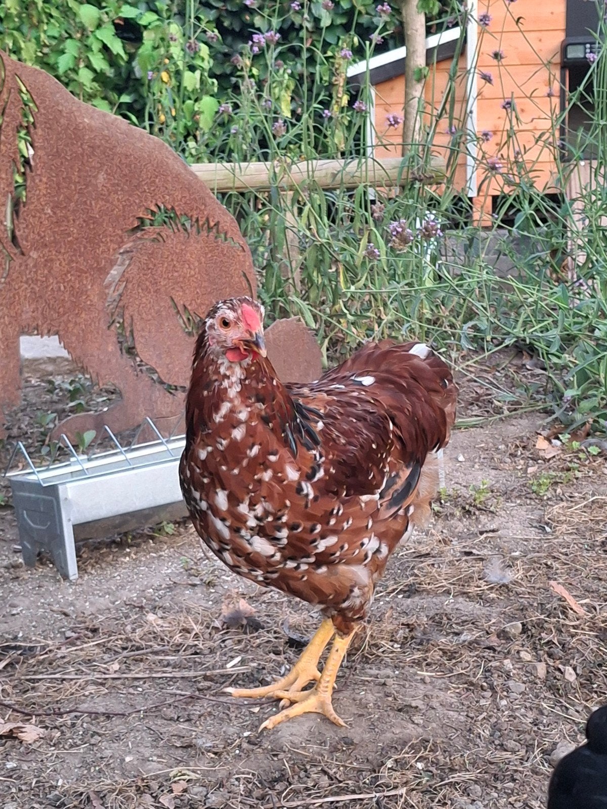 Jonge wyandotte kriel haan, Dieren en Toebehoren, Pluimvee, Mannelijk, Kip