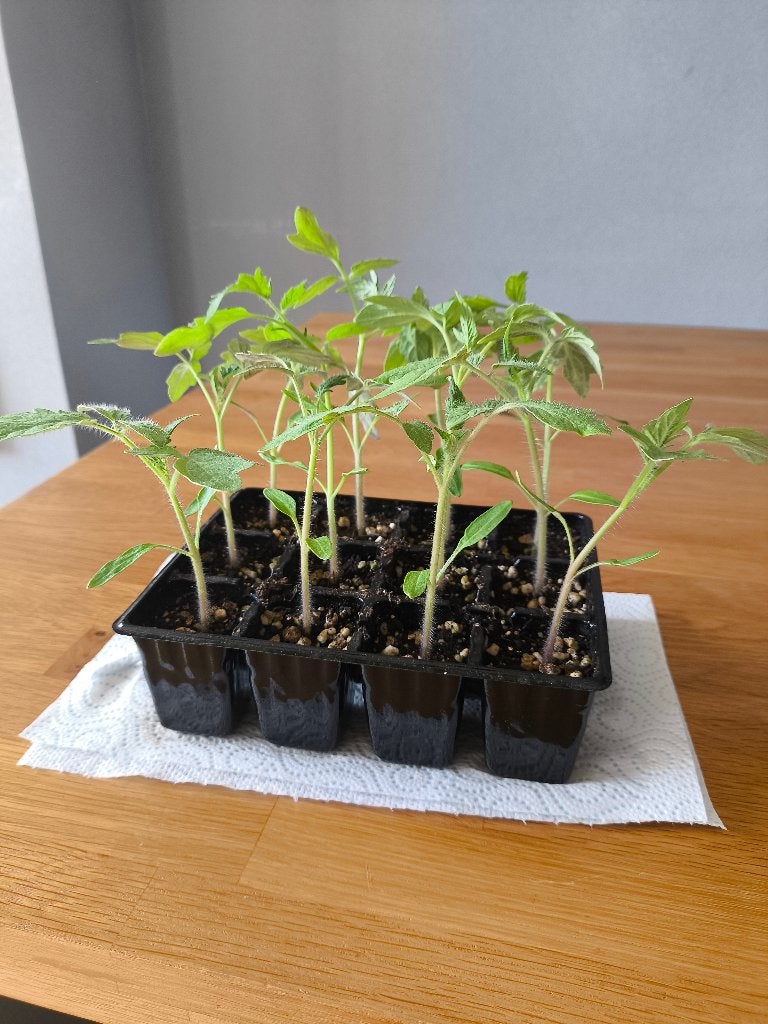 Roma tomatenplantjes, Tuin en Terras, Ophalen, Eenjarig, Overige soorten, Volle zon