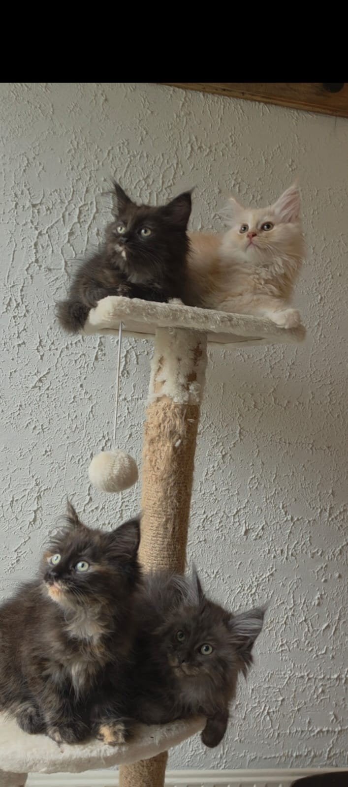 Kittens Maine Coon XL mix – 25% Perzisch, groot en lief, Dieren en Toebehoren, Meerdere dieren, Langharig, 0 tot 2 jaar