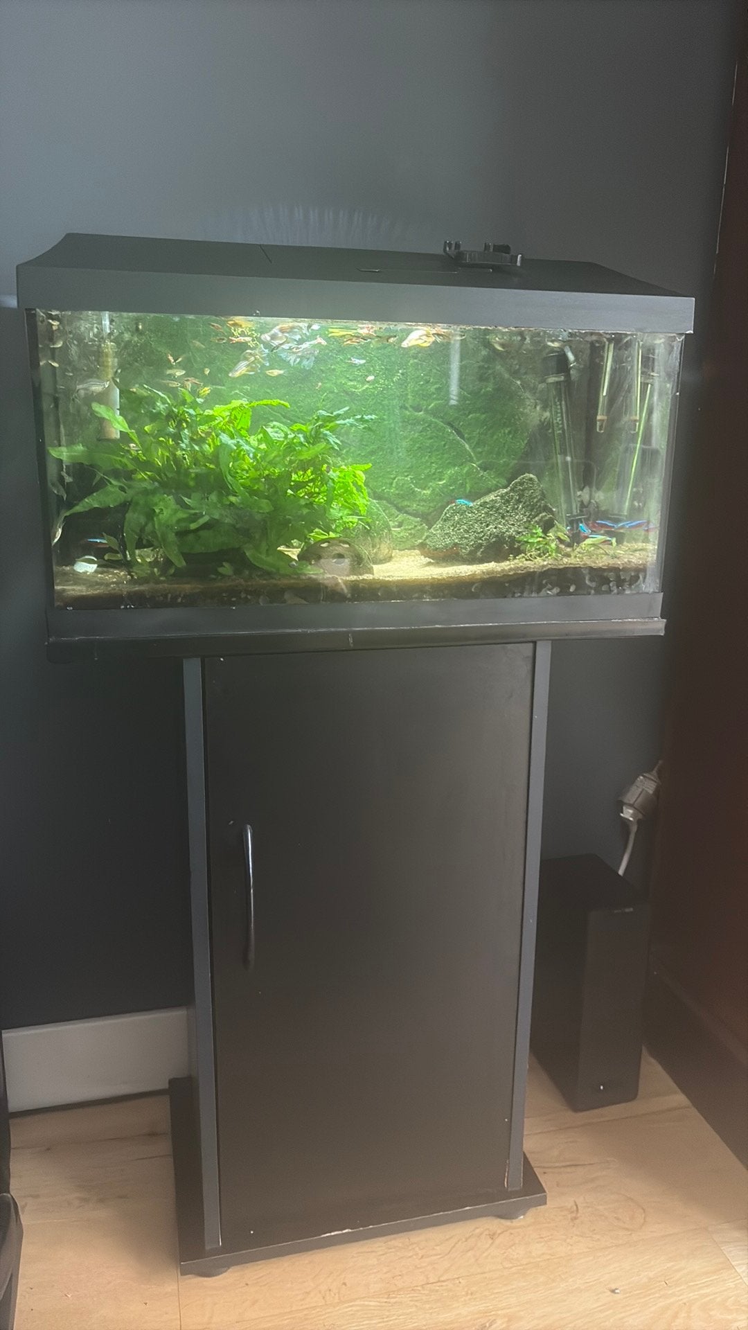 Aquarium inclusief kast en pomp, Vis