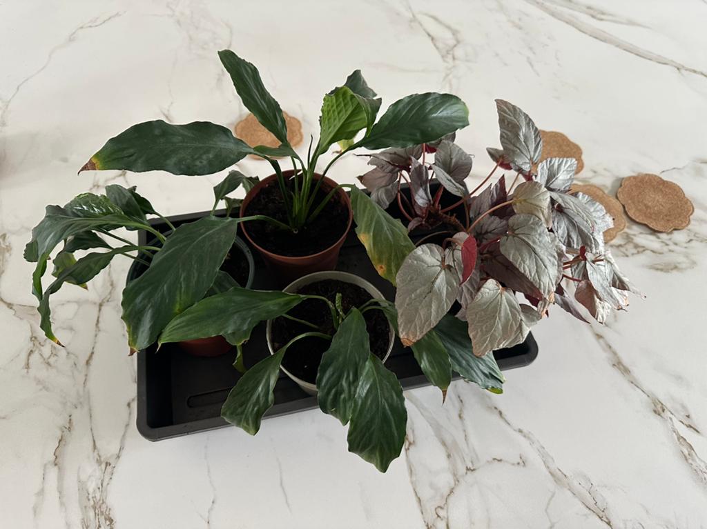 Vier kamerplanten (lepelplanten en bladbegonia), Huis en Inrichting, Kamerplanten, Ophalen, Halfschaduw, Minder dan 100 cm