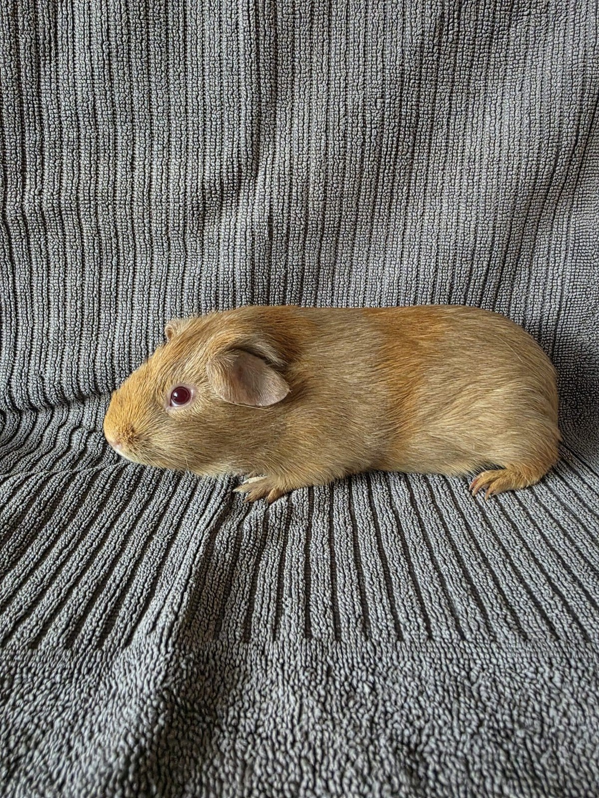 cavia beertje jul 2026, Dieren en Toebehoren, Cavia, Mannelijk, Juli, Tam