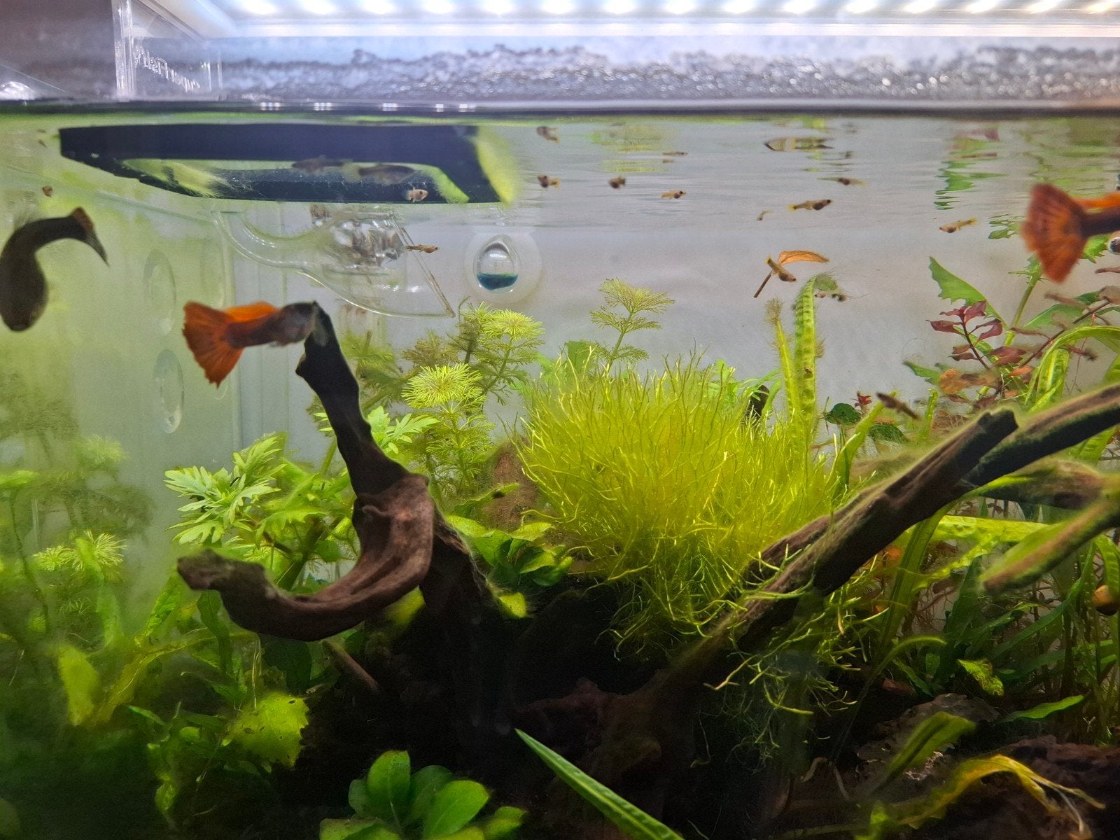 Jonge guppen, Dieren en Toebehoren, Vissen | Aquariumvissen, Vis, Zoetwatervis, Schoolvis