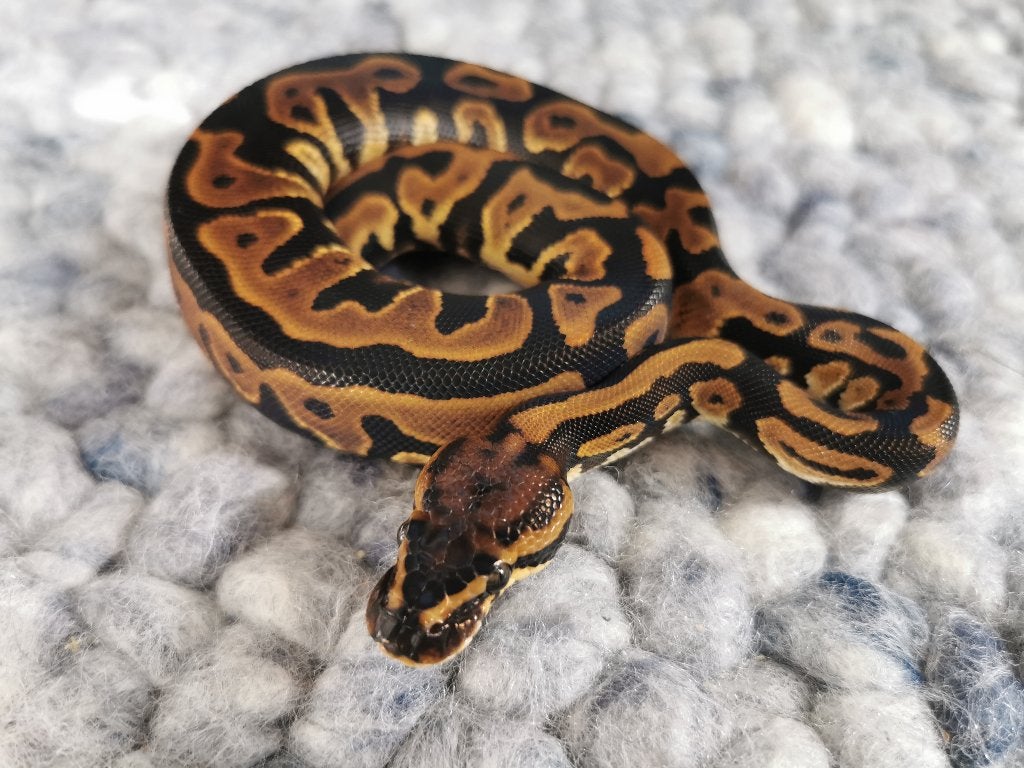 1.0 Leopard (het Clown) Koningspython Ball Python photo 3