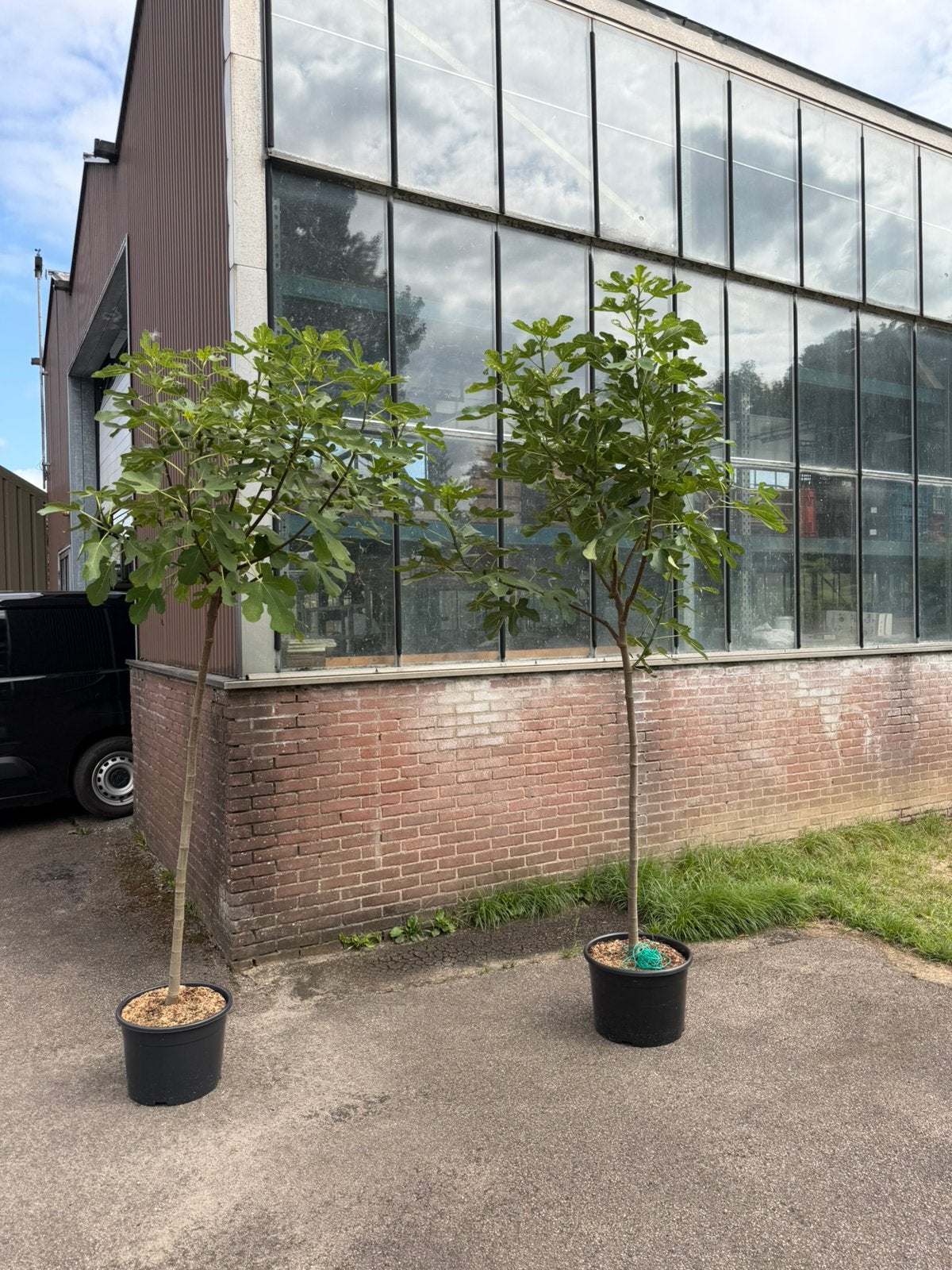 Vijgenbomen met paarse vruchten, Tuin en Terras, Overige soorten, Minder dan 100 cm, Zomer, Ophalen