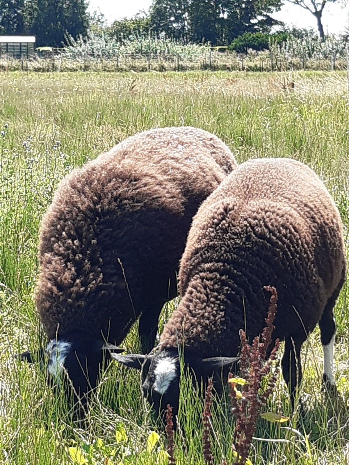 Schoonebeker dekrammen, Dieren en Toebehoren, Mannelijk, Schaap, 0 tot 2 jaar