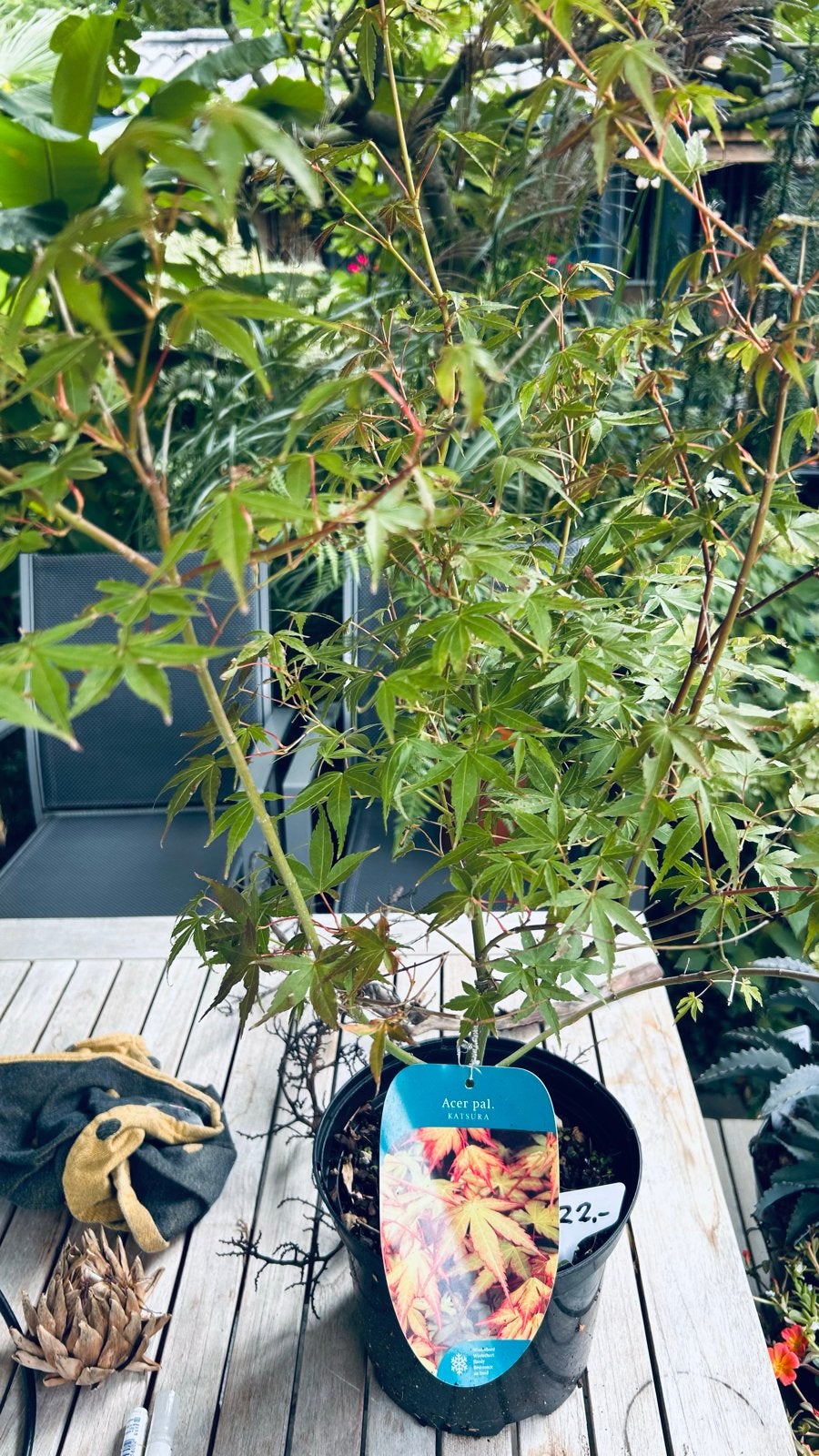 Acer palmatum 'Katsura' - Japanse esdoorn, Vaste plant, Halfschaduw, Lente, Ophalen
