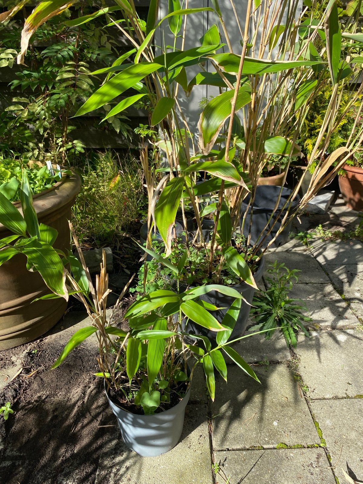 2x Japanse Dwergbamboe (Sasa Palmata Nebulosa), Ophalen, Vaste plant, Siergrassen, Bloeit niet