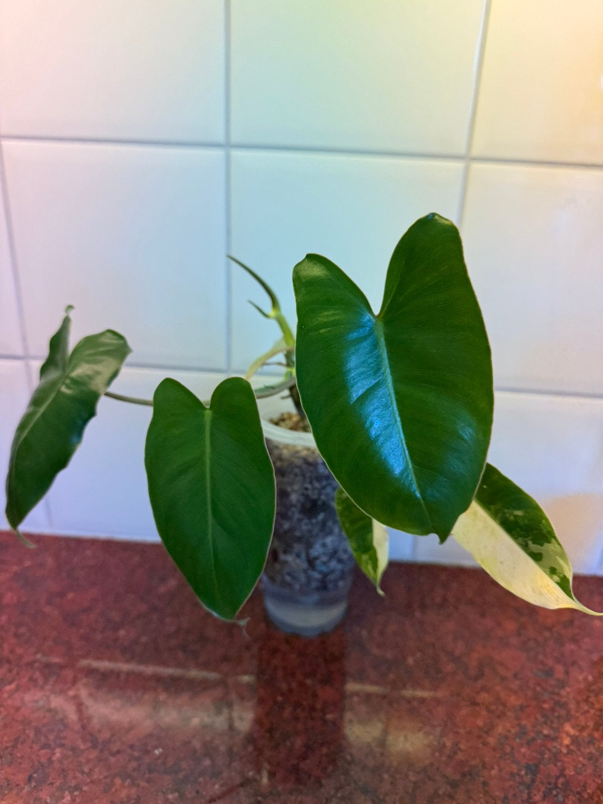 Philodendron burl marx variegata, Huis en Inrichting, Kamerplanten, Ophalen, Halfschaduw, Minder dan 100 cm