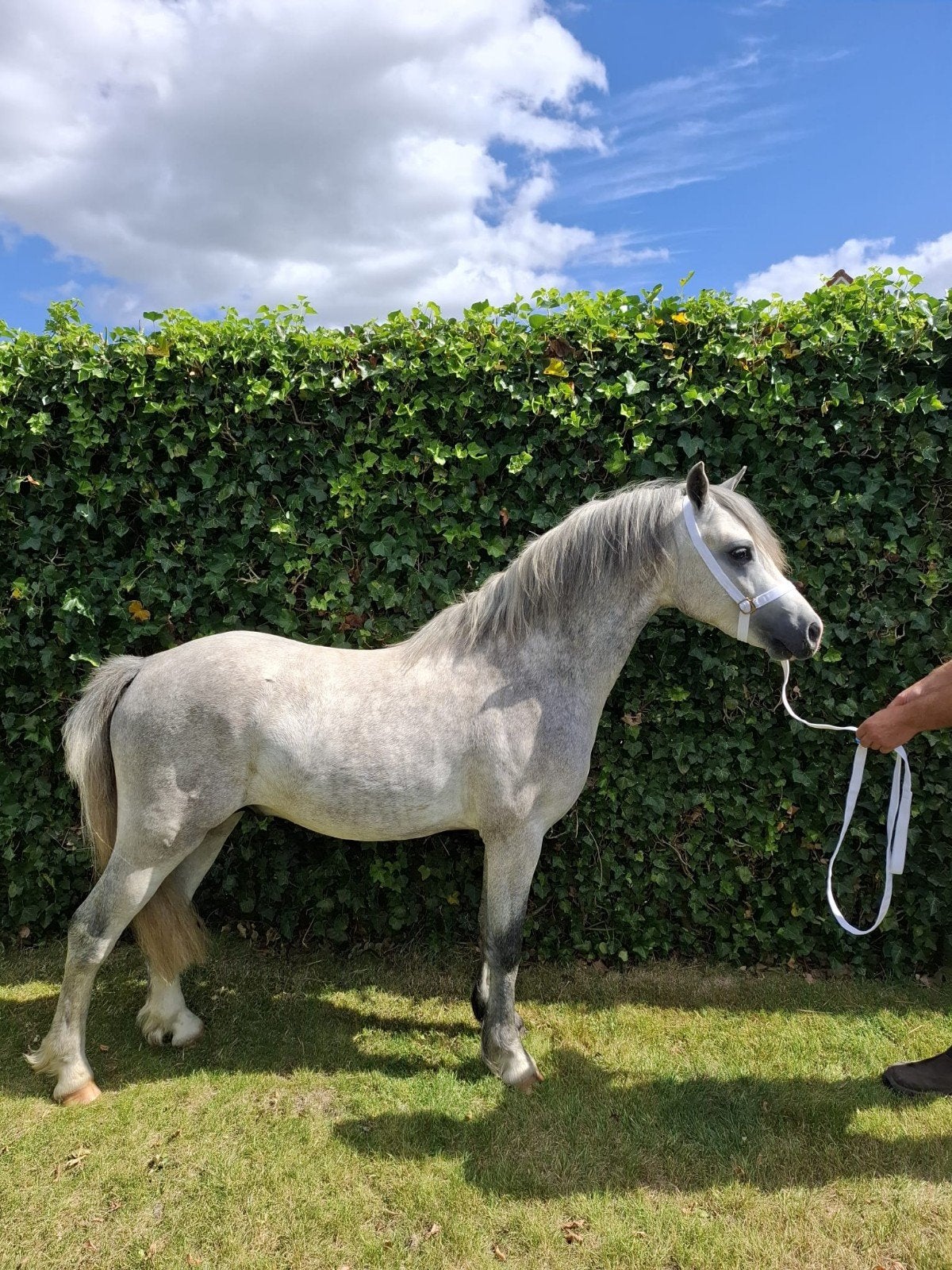 2 jarige welsh A hengst en 8 jarige gereden nwr merrie, Hengst, Met stamboom