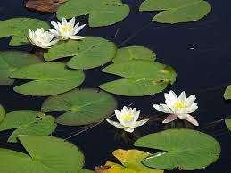 waterlelie,wit, Ophalen, Volle zon, Vaste plant, Zomer