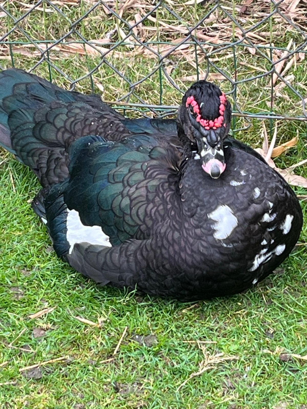Jonge muskuseenden wildvorm, Dieren en Toebehoren, Meerdere dieren, Eend