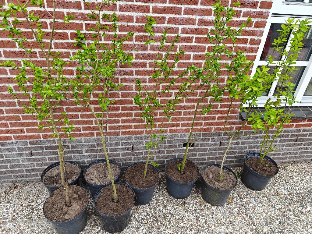 Pruimenboompjes, Ophalen, Lente, In pot, Pruimenboom