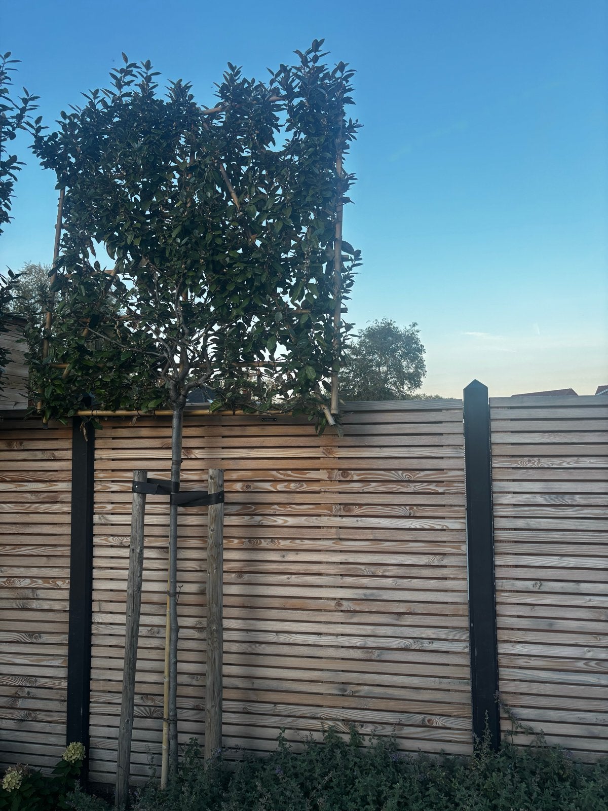 Olijfwilg Leiboom - 150x150 cm rek, Ophalen of Verzenden, Leiboom, 100 tot 250 cm