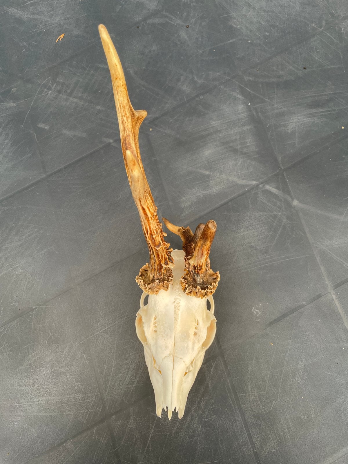 Mooie herten schedel met gewei uit Tsjechië, Verzamelen, Ophalen of Verzenden, Gebruikt, Hert, Schedel