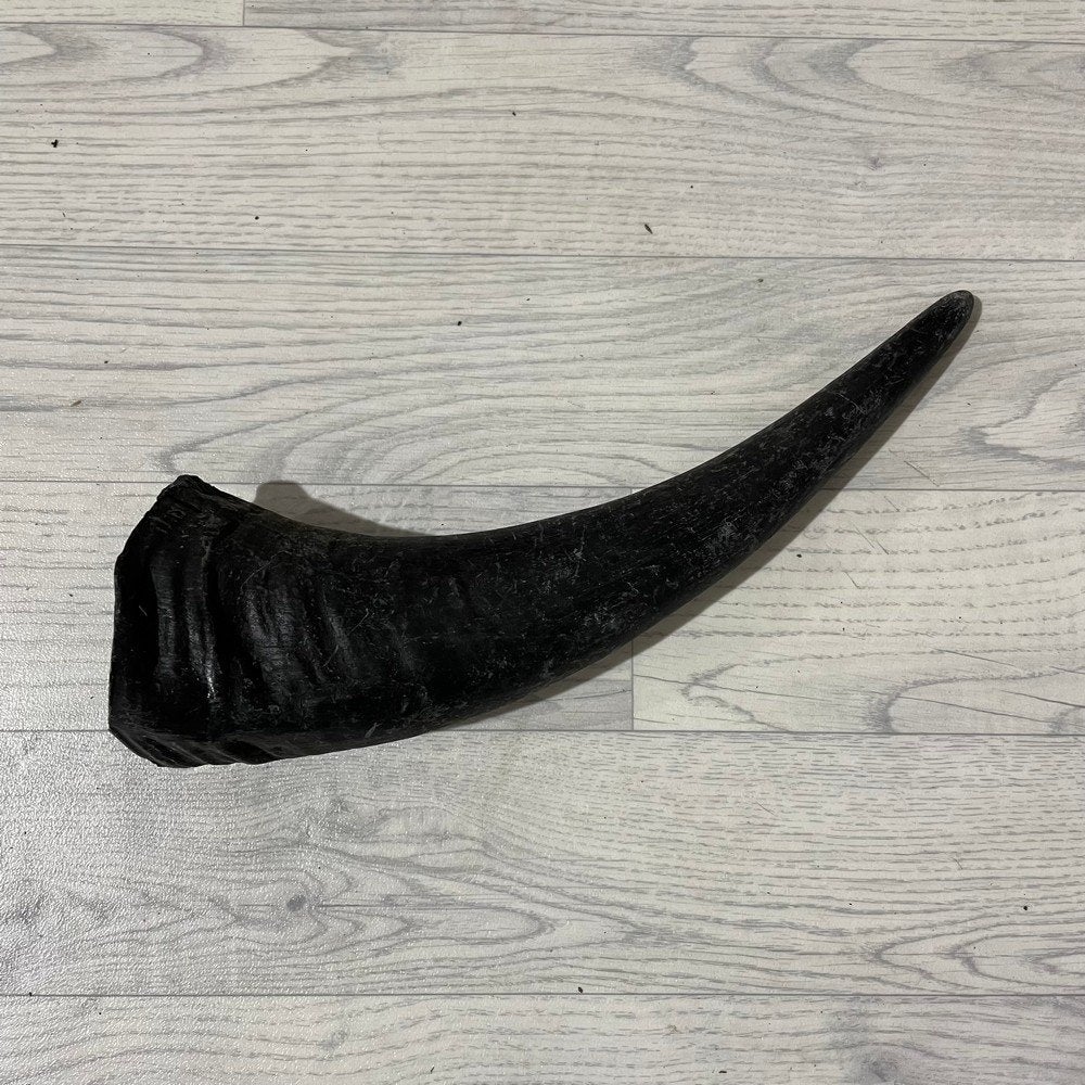 Waterbuffel hoorn los 40cm nr 297 | Lederstore, Ophalen of Verzenden, Nieuw, Boerderijdier, Gewei of Kop