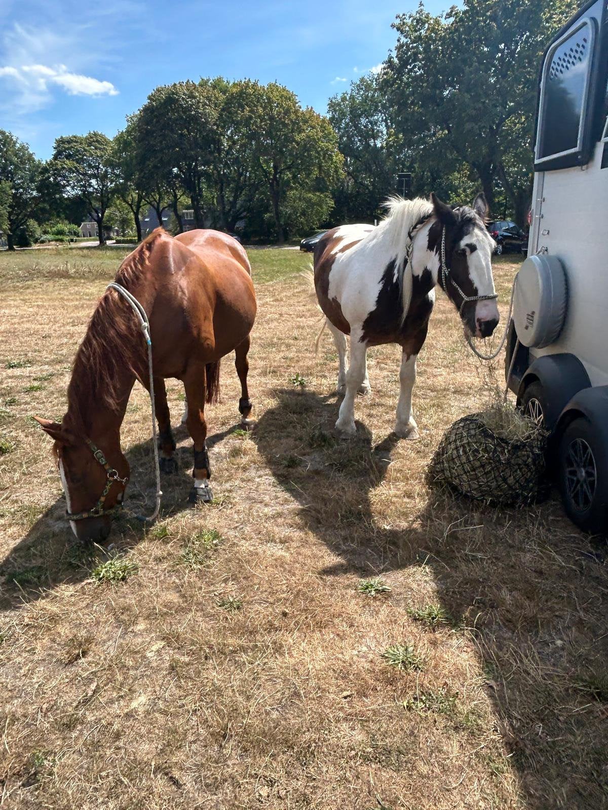 Stalling aangeboden per 17 oktober 2026, Merrie, 160 tot 165 cm, Recreatiepaard, 11 jaar of ouder