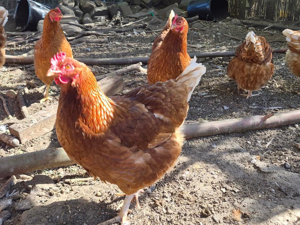 Broedeieren van bruine legkippen, Dieren en Toebehoren, Pluimvee, Geslacht onbekend, Kip