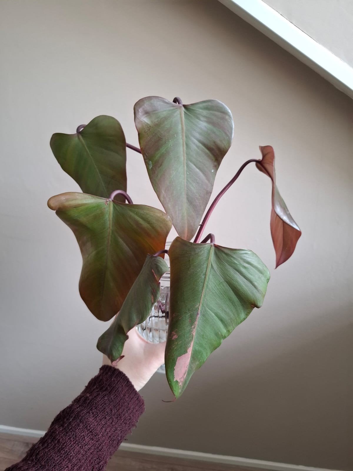 3x Philodendron Strawberry Shake stek, Huis en Inrichting, Kamerplanten, Ophalen of Verzenden, Halfschaduw, Minder dan 100 cm