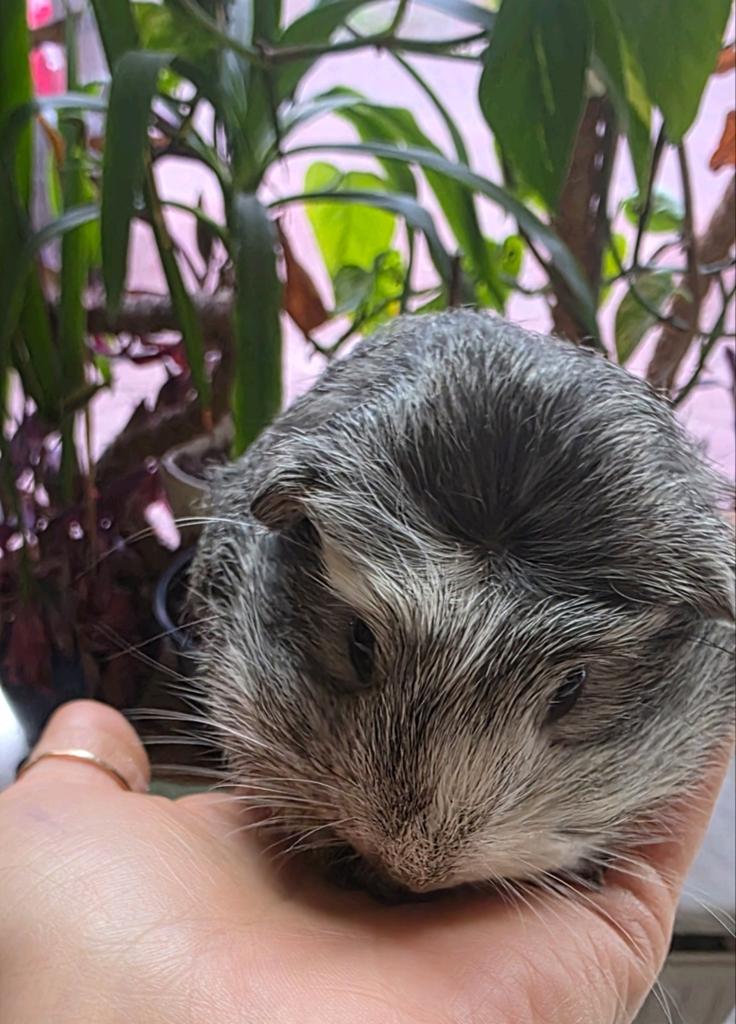 4 Super schattige jonge cavia's gezocht naar een lief baasje, Dieren en Toebehoren, Knaagdieren, Cavia, April, Meerdere dieren