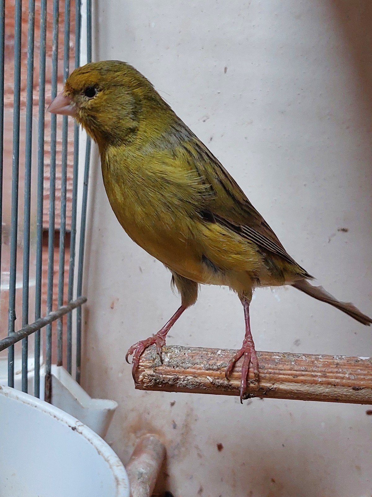 kanarie man, Dieren en Toebehoren, Vogels | Kanaries, Mannelijk, Kleurkanarie