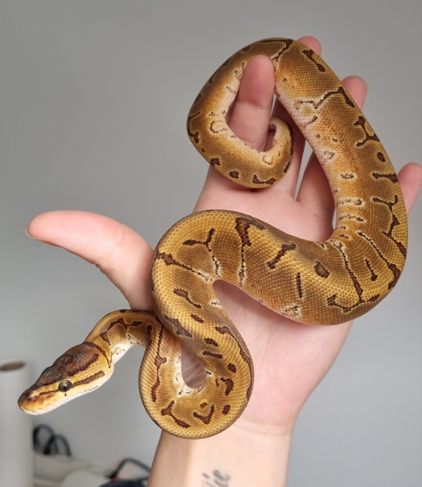 0.1 special enchi pinstripe het piebald koningspython, Slang, 0 tot 2 jaar