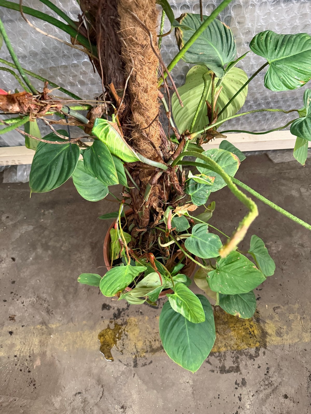 Grote Philodendron McDowell - Prachtige Kamerplant, Ophalen, 100 tot 150 cm, Overige soorten, Halfschaduw
