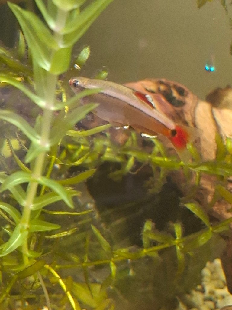 Chinese danios 5 stuks, Dieren en Toebehoren, Vis, Zoetwatervis, Schoolvis